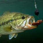 Underwater view of a largemouth bass approaching a live nightcrawler on a Texas rig